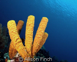 Majestic tube sponges reaching for the light. by Allison Finch 